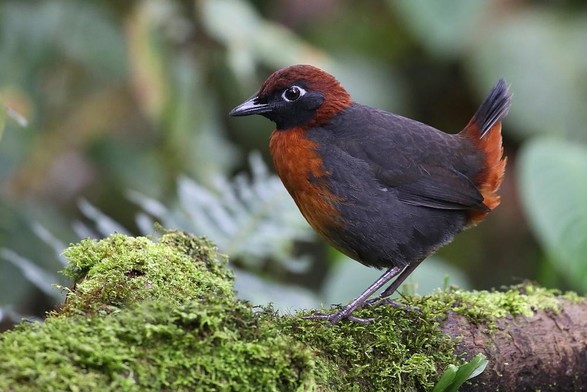 Rufous-breasted Antthrush (Formicarius rufipectus)
LC Least Concern
