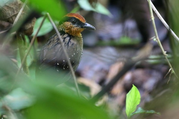 Rufous-crowned Antpitta (Pittasoma rufopileatum)
LC Least Concern