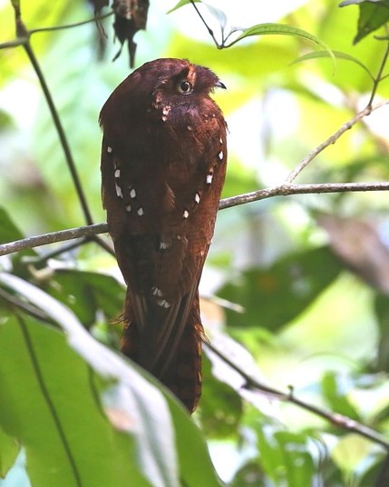 Rufous Potoo (Phyllaemulor bracteatus)
LC Least Concern