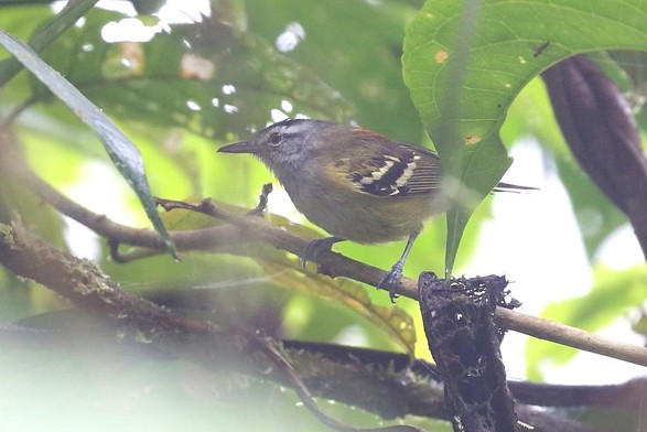 Rufous-rumped Antwren (Euchrepomis callinota)
LC Least Concern