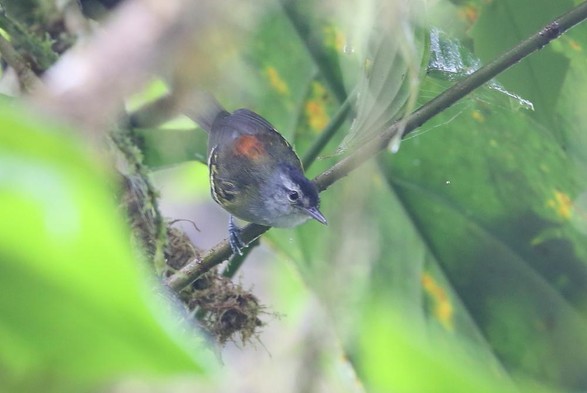 Rufous-rumped Antwren (Euchrepomis callinota)
LC Least Concern