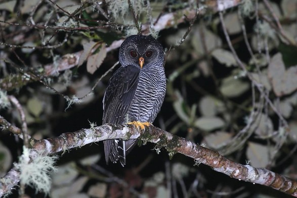 San Isidro  Owl - Unknown species at lodge of the same name