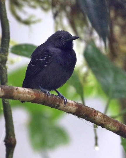 Slaty Antwren (Myrmotherula schisticolor)
LC Least Concern