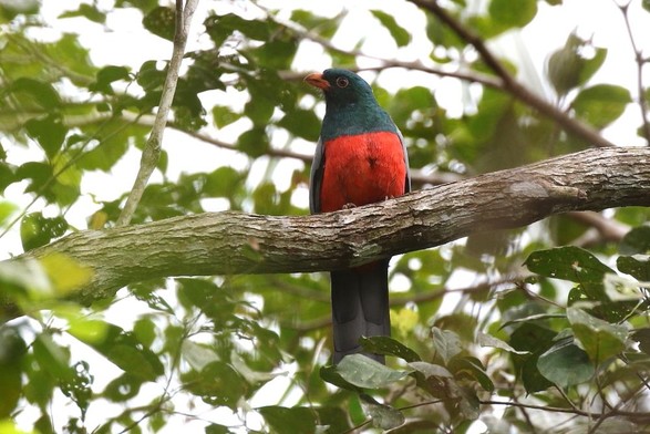 Slaty-tailed Trogon (Trogon massena)
LC Least Concern