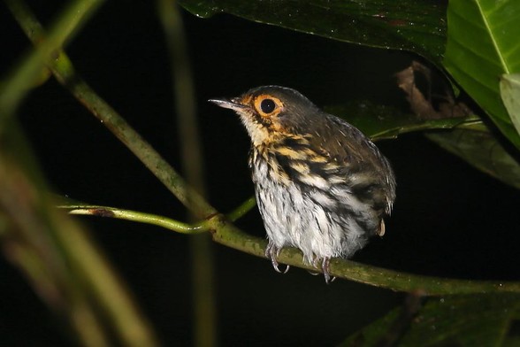 Streak-chested Antpitta (Hylopezus perspicillatus)
LC Least Concern