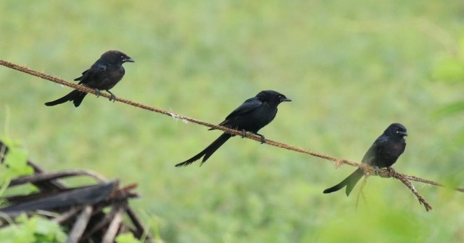 Photo of Dicrurus macrocercus (Black Drongo) by afsarnayakkan. Attribution: (c) Afsar Nayakkan, some rights reserved (CC BY).