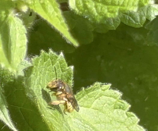Eine kleine #Wildbiene , hier vermutlich eine  Garten-Wollbiene, Anthidium manicatum, an Wald-Ziest.