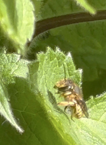 Eine kleine #Wildbiene , hier vermutlich eine  Garten-Wollbiene, Anthidium manicatum, an Wald-Ziest.
