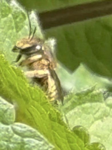 Eine kleine #Wildbiene , hier vermutlich eine  Garten-Wollbiene, Anthidium manicatum, an Wald-Ziest.
