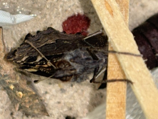 Ein kleiner Fuchsfalter streckt die Flügel.