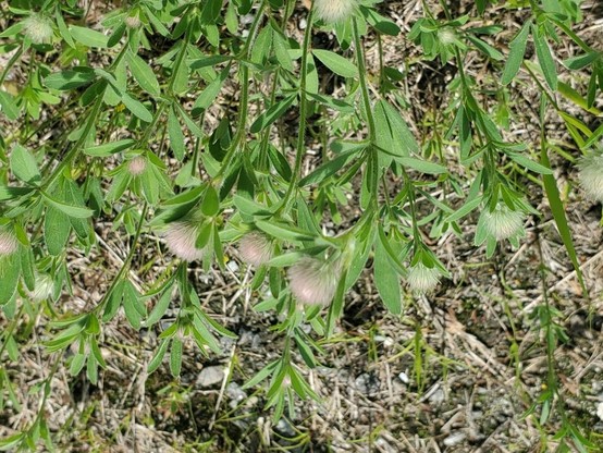 Photo of Trifolium arvense (rabbitfoot clover) by swbirder. Attribution: (c) Bob Miller, some rights reserved (CC BY).