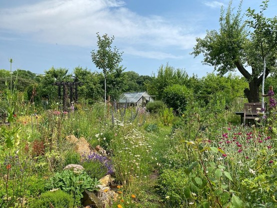 Kräuterbeet mit Steinen und buntes Wiesenstück, Gewächshaus, junger Apfelbaum, alte Zwetschge, alter Gewürzlorbeer