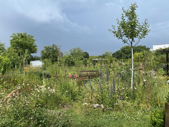 Blick auf Holzbank, jungem Apfelbaum und über die Kleingärten in das abziehende Gewitter.