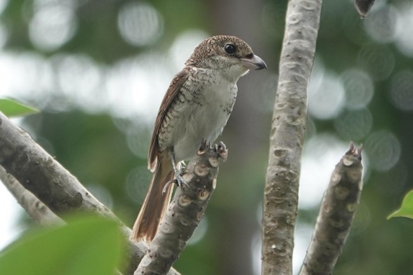A bird with a hooked beak perching on a branch. It has a brown upperside and a white underside. The head and upperside have a scaly appearance.