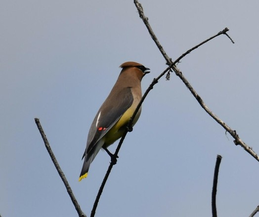 Photo of Bombycilla cedrorum (Cedar Waxwing) by eric_lamb. Attribution: (c) Eric Lamb, some rights reserved (CC BY).