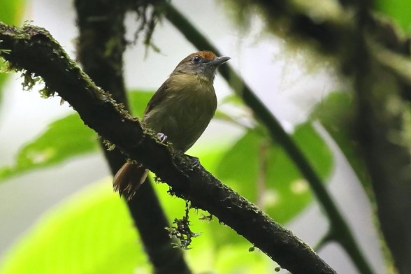 Tawny-crowned Greenlet (Tunchiornis ochraceiceps)