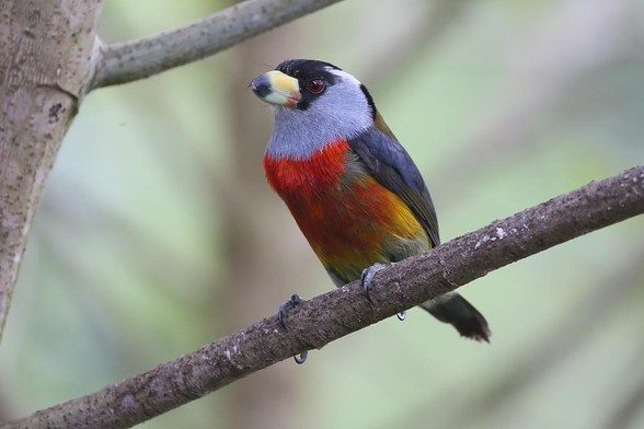 Toucan Barbet (Semnornis ramphastinus)
NT Near Threatened