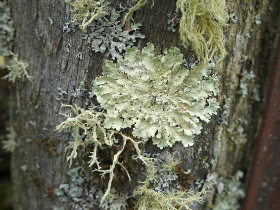 In the center a Common Greenshield lichen (Flavoparmelia caperata) on an old cedar fence post.
The lichen is surrounded by various lichens such as the grey-blue Netted Shield lichen (Parmelia sulcata), the Boreal Oakmoss (Evernia mesomorpha) on the lower edge of the Greenshield lichen, various Beard lichens (Usnea sp.) and others.