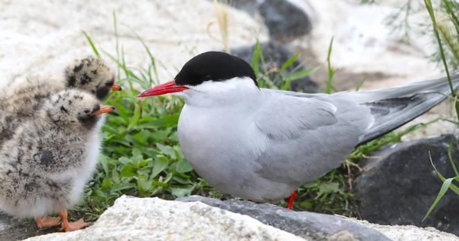 Eine Küstenseeschwalbe und ihr Küken, das vor ihr sitzt