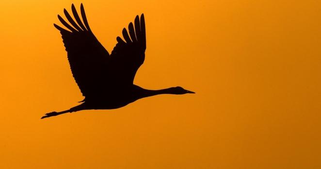 Eine Kranich-Silhouette im orangen Abendlicht