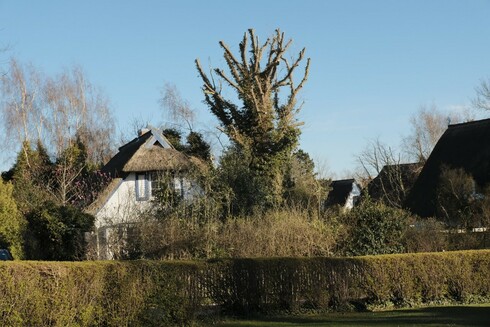 Malerisches Haus mit Reetdach und einem imposanten Baum.
