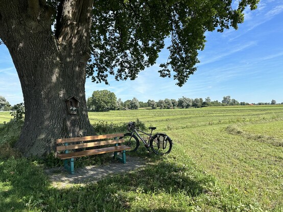 Bank unter einem Baum und Fahrrad daneben, im Hintergrund Wiesen