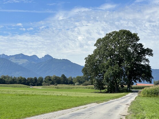 dieselbe Bank, im Schatten des Baumes kaum zu sehen mit ihrer Umgebung: geteerter Feldweg mit Schlaglöchern, links und rechts Wiesen und Felder, im Hintergrund Berge.