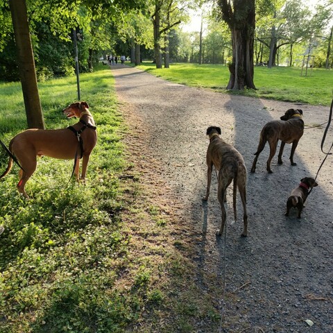 Atze Greyhound, Pina Galgoespanol, Kiwi Molossermix und Dackel Fritz im Sonnenuntergang/Park