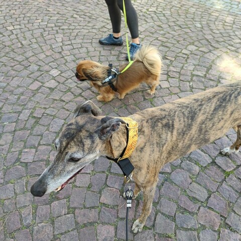 Pina Galgoespanol und ein Pekinese