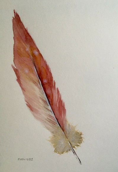 Aquarell. Schräg von rechts unten nach links ob liegt eine Feder. Sie ist in hell, bis dunklen Rottönen, teils Gelb-Grün schimmernd. Am Kielende Gelblich-Grün-Weiß Flaum.