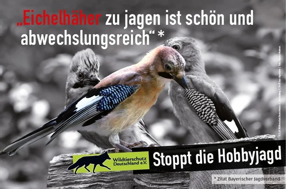 Foto von Eichelhäher

Text: "Eichelhäher zu jagen ist schön und abwechslungsreich" *
Wildtierschutz Deutschland ev. Stoppt die Hobbyjagd