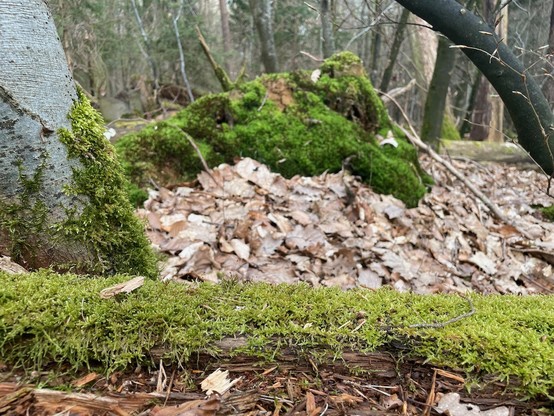 Close up of a fallen tree in the foreground, an upright tree in the middle and another fallen tree in the background, all covered in different kinds of moss. Front moss is a lighter green, middle a darker and back a different dark green.