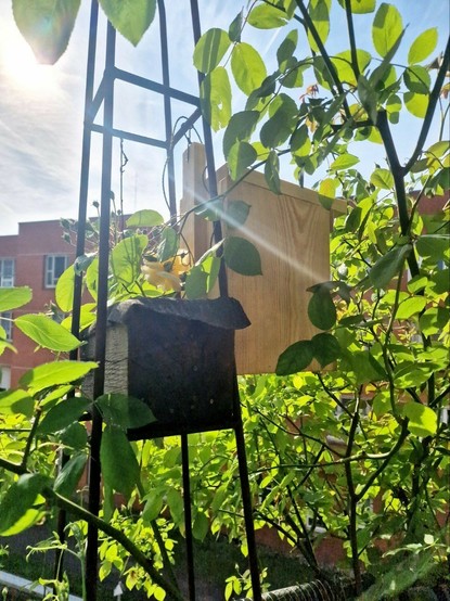 Neues Vogelhaus hängt neben Bienennisthilfe aus altem Eichenholz am Rankgerüst in einer Rose