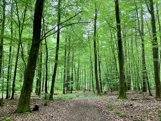 Blick vom aktuellen Aufnahmepunkt entlang eines Weges in den Schwarzwald hinein. Man sieht einen Weg, der von hohen Bäumen links und recht gesäumt ist. Alle Bäume haben Blätter, das Bild ist sehr grün 
