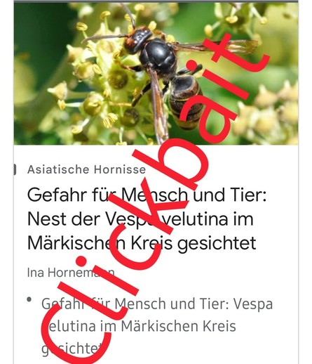 Screenshot
Bild von Vespa velutina

Text:


 Asiatische Hornisse

Gefahr für Mensch und Tier: Nest der Vespa velutina im Märkischen Kreis gesichtet

Darüber hab ich mit roten Buchstaben Clickbait geschrieben 

Ina Hornemann

Gefahr für Mensch und Tier: Vespa velutina im Märkischen Kreis gesichtet
