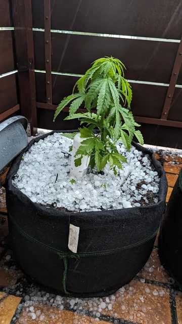 Eine Cannabispflanze in einem Pflanzsack. Der Pflanzsack ist randvoll mit Kichererbsen-großen Hagelkörnern.