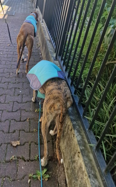 Atze Greyhound und Pina Galgo Espanol mit türkies-grauer Kühlweste