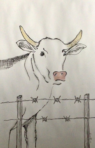 Zeichnung Ink. Fast schwarz/weiß. Eine Kuh, deren Vorderteil von der Seite zu sehen ist, steht hinter einem Stacheldrahtzaun, den Kopf über den Zaun, zum Betrachtenden gewandt, schaut sie etwas unglücklich. Nur das Maul ist leicht rosa coloriert, die Hörner in braun-beige