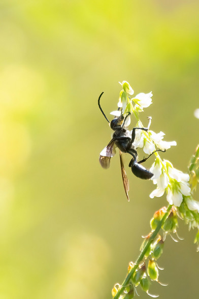 Eine große schwarze Wespe auf einer Blüte