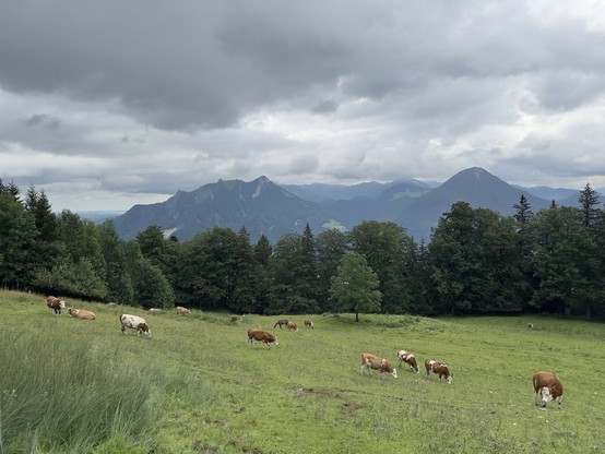 Kühe auf der Almweide, im Hintergrund Berge und oben graue Wolken