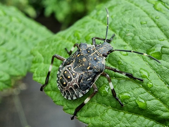 Dunkelgrauer flacher Käfer mit einer helleren Zeichnung auf dem Rücken. 