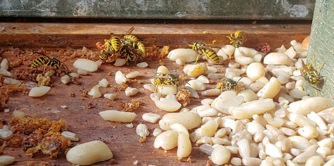 Fotoausschnitt Holzboden des Vogelfutterhäuschens. Darauf Vogelfutter und einige Wespen, die an den Rosinen fressen.