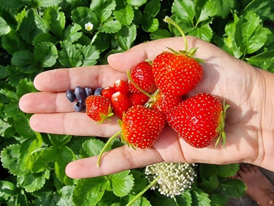 Foto einer Hand voller Beeren: ein paar ovale Heidelbeeren, Walderdbeeren und Anaïs-Erdbeeren. Der Hintergrund ist voller Erdbeerpflanzen.