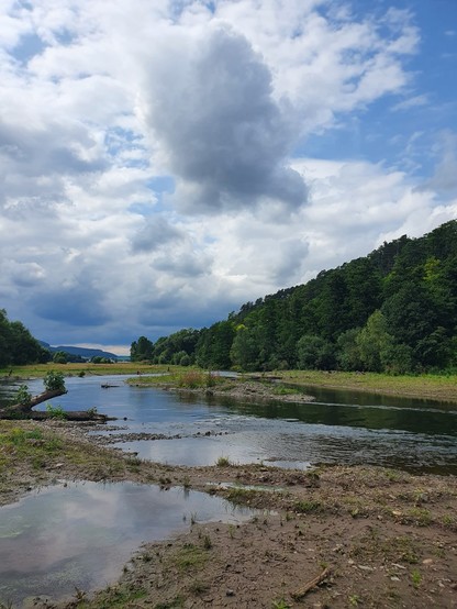 Flacher Fluss schlängelt sich durch grüne Aue, mit Insel, Pfützen am Rand, ein Baumstamm ragt ins Wasser, am Horizont Wald