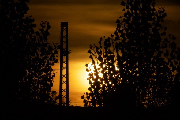 Sonnenuntergang hinterm Bahndamm. Die hinter schleierwolken unscharfe Sonne versinkt hinter schwarzen Silhouetten von Laubbäumen. Ein Mast zeichnet sich in einer Baumlücke ab.