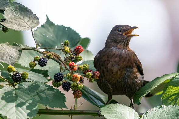 Eine Amsel mit offenem Schnabel in einem Brombeerstrauch