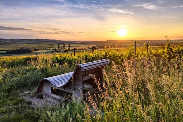 Wohlfühlbank bei Sonnenaufgang in den Weinbergen