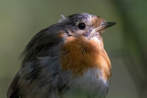 Rotkehlchenportrait