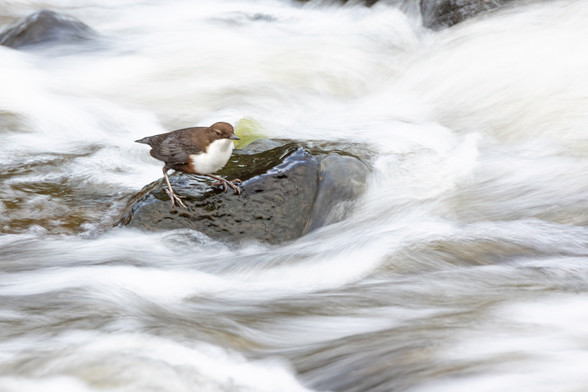 Wasseramsel in Bach. Das Wasser ist durch die lange Belichtung unscharf. 