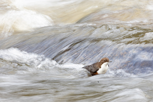 Wasseramsel in Bach. Das Wasser ist durch die lange Belichtung unscharf. 